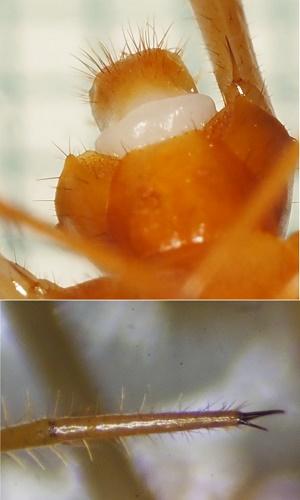 Réf. 303 723 : Eupolybothrus longicornis